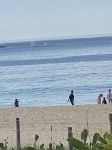 Whale watching in Forster
